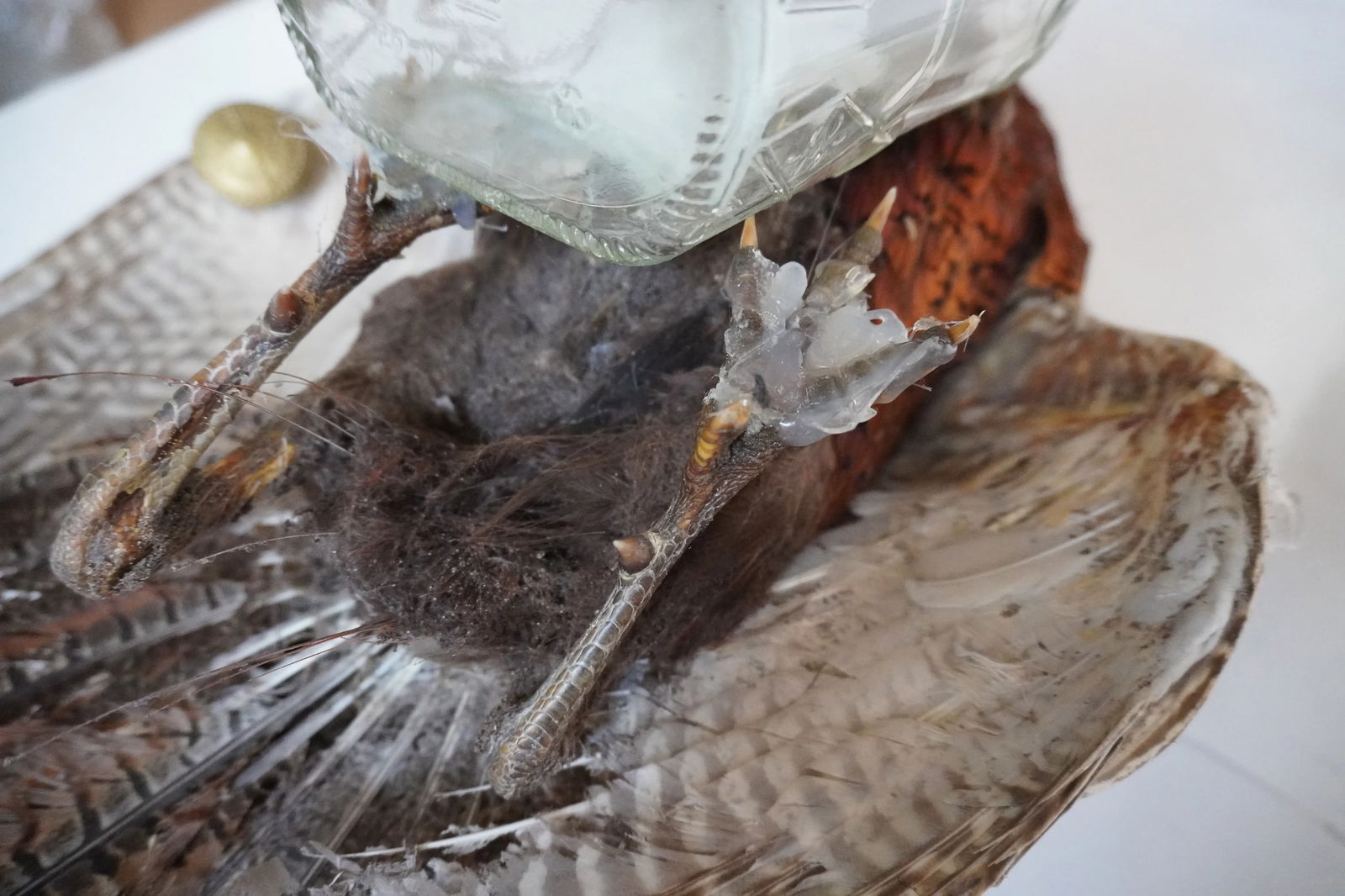 Taxidermy Pheasant Drinking From Crown Royal Bottle - 7