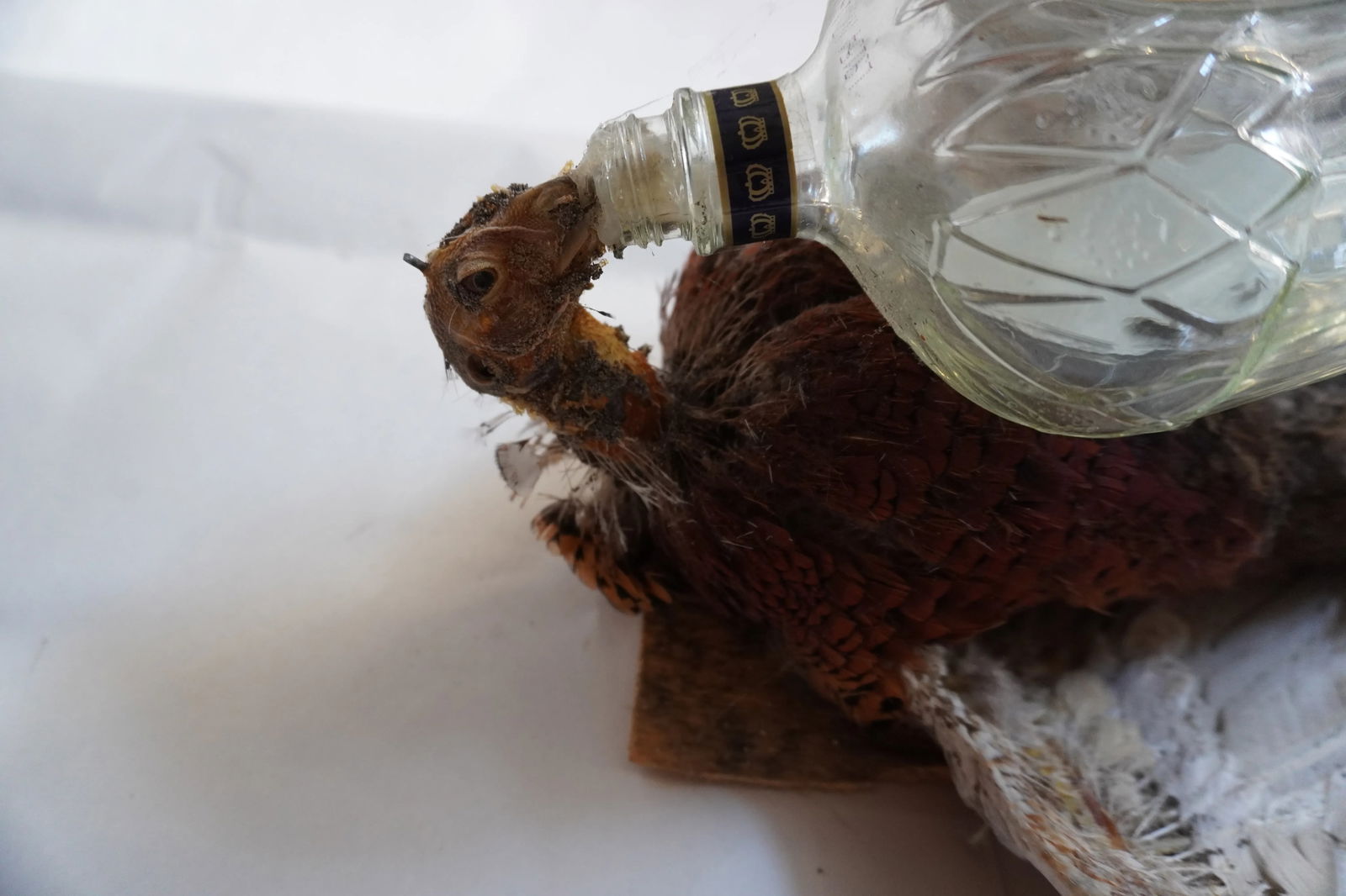 Taxidermy Pheasant Drinking From Crown Royal Bottle - 8