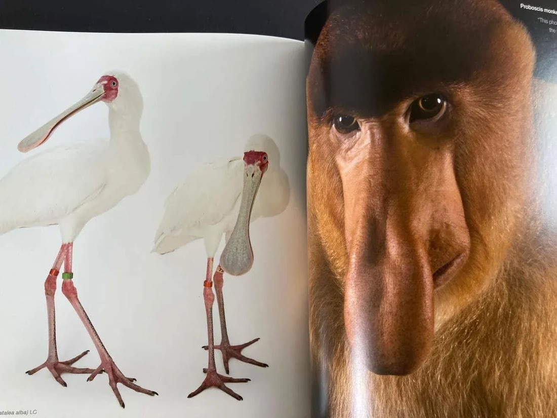 National Geographic The Photo Ark The Quest to Document the World's Animals - A Pair - 3