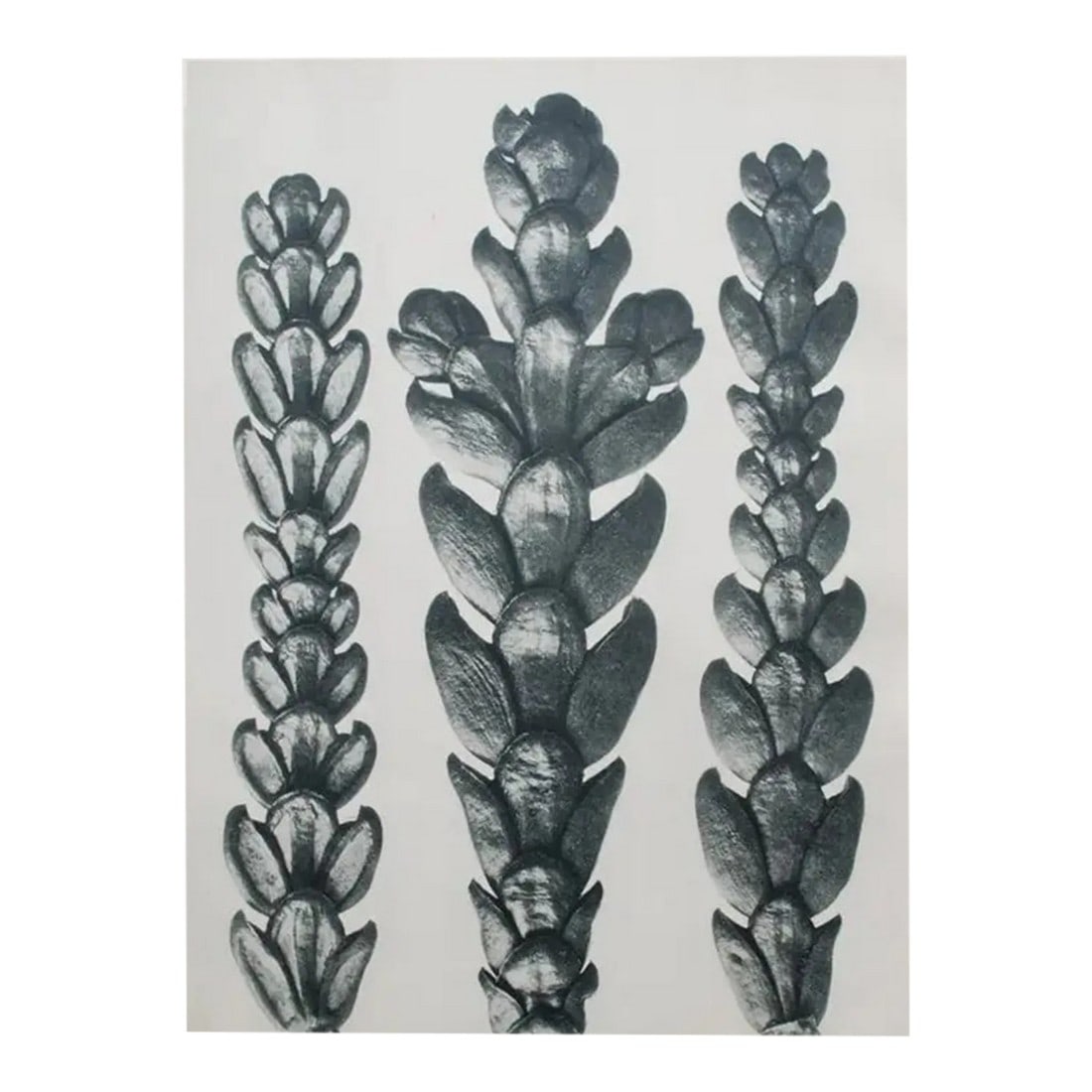 1935 Karl Blossfeldt Two-Sided Photogravure N25-26: An exquisite black-and-white two-sided photogravure by German Photographer Karl Blossfeldt (June 13, 1865 – December 9, 1932). The photographs are from the end of 19th century, but printed they