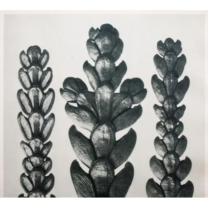 1935 Karl Blossfeldt Two-Sided Photogravure N25-26 - 4