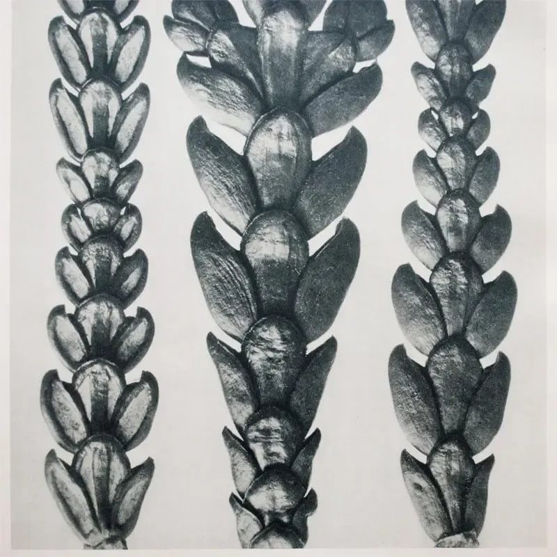 1935 Karl Blossfeldt Two-Sided Photogravure N25-26 - 5
