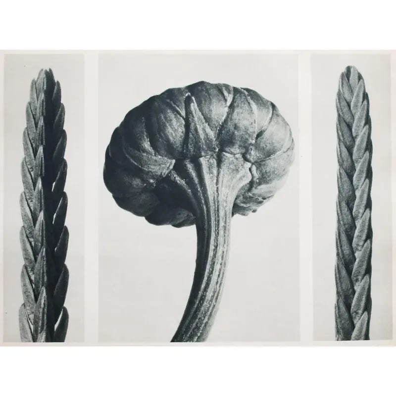 1935 Karl Blossfeldt Two-Sided Photogravure N25-26 - 7