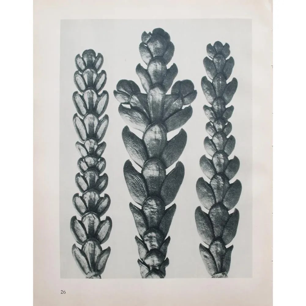 1935 Karl Blossfeldt Two-Sided Photogravure N25-26 - 9