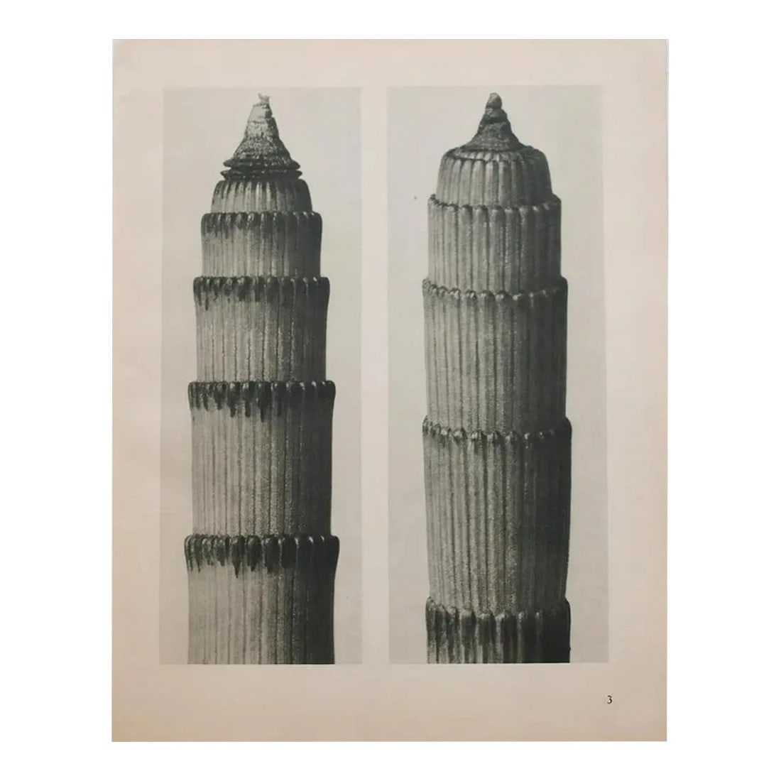 1935 Karl Blossfeldt Two-Sided Photogravure N3-4: An exquisite black-and-white two-sided photogravure by German Photographer Karl Blossfeldt (June 13, 1865 – December 9, 1932). The photographs are from the end of 19th century, but printed they