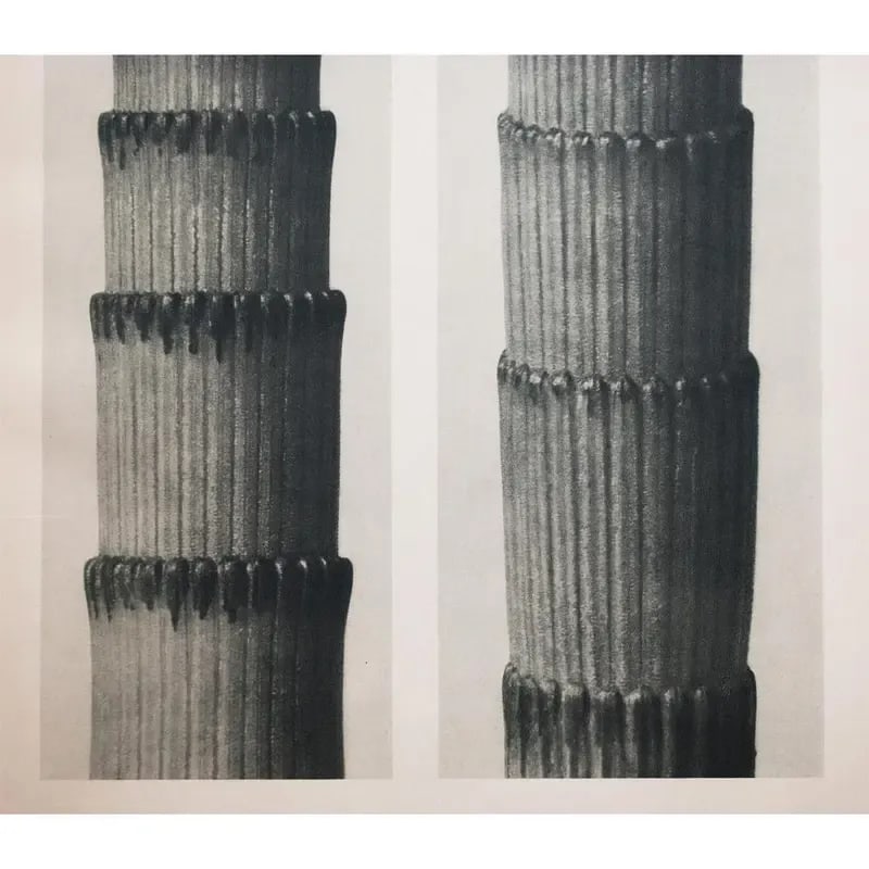 1935 Karl Blossfeldt Two-Sided Photogravure N3-4 - 4