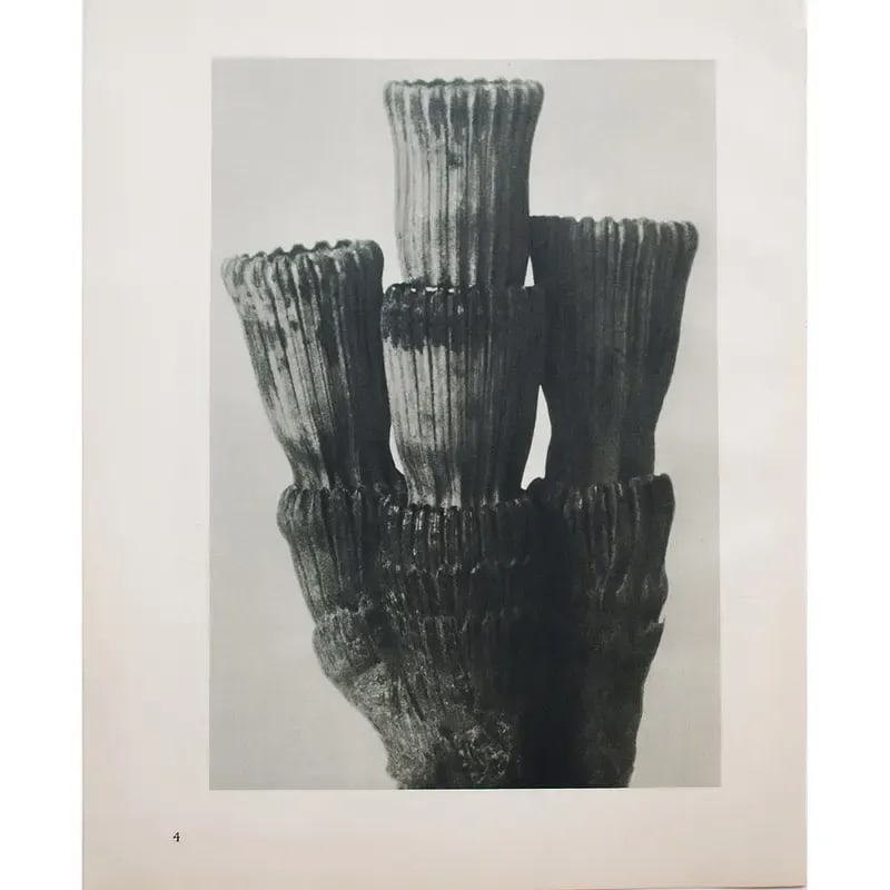 1935 Karl Blossfeldt Two-Sided Photogravure N3-4 - 5