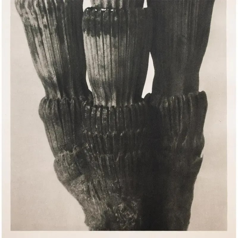 1935 Karl Blossfeldt Two-Sided Photogravure N3-4 - 7
