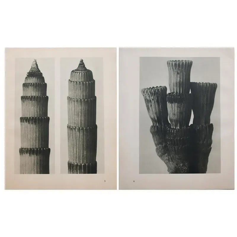 1935 Karl Blossfeldt Two-Sided Photogravure N3-4 - 8