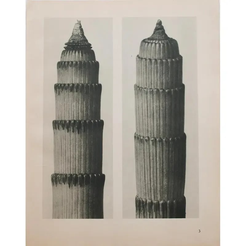 1935 Karl Blossfeldt Two-Sided Photogravure N3-4 - 9