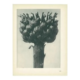 1928 Great-Headed Centaury, Original Period Photogravure N112 by Karl Blossfeldt