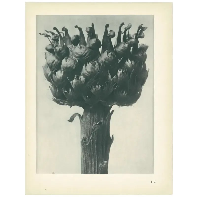 1928 Great-Headed Centaury, Original Period Photogravure N112 by Karl Blossfeldt - 3