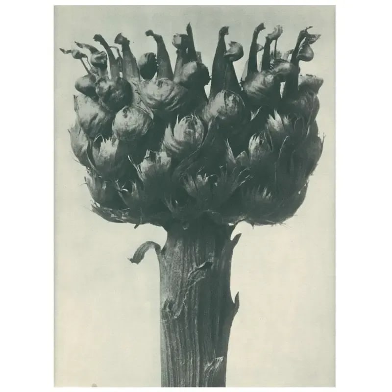1928 Great-Headed Centaury, Original Period Photogravure N112 by Karl Blossfeldt - 4