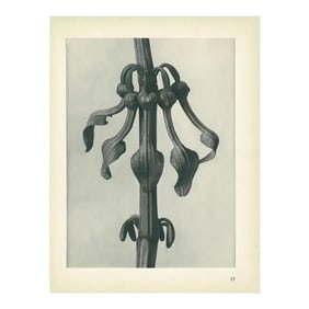 1928 Original Period Photogravure N25 of Aristolochia Clematitis by Karl Blossfeldt