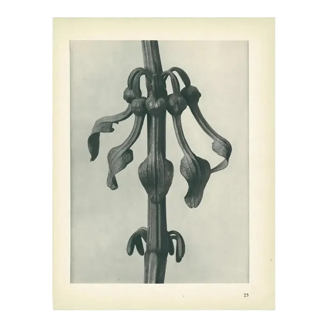 1928 Original Period Photogravure N25 of Aristolochia Clematitis by Karl Blossfeldt: An exquisite original period black-and-white Photogravure N25 of Aristolochia clematitis, Upright Birth-wort, Flowers, enlarged 7 times, by German photographer and professor Karl Blossfeldt (June 13,