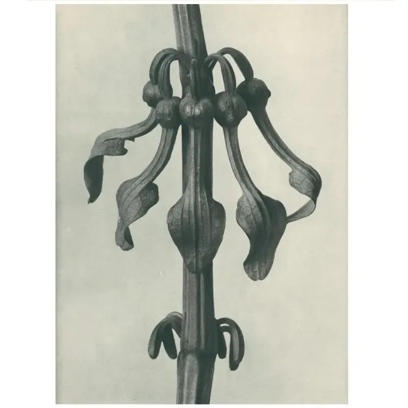 1928 Original Period Photogravure N25 of Aristolochia Clematitis by Karl Blossfeldt - 4