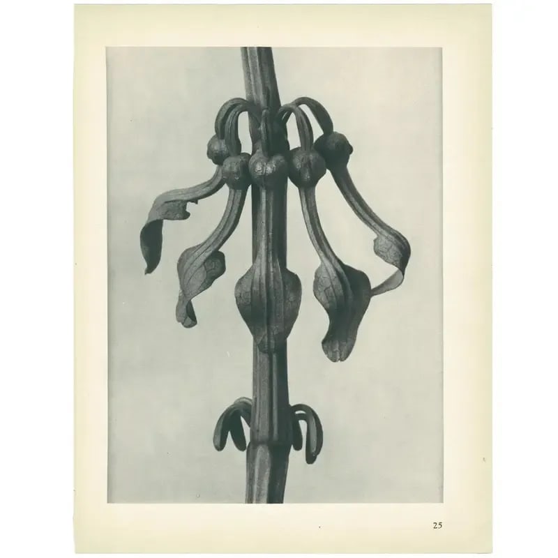 1928 Original Period Photogravure N25 of Aristolochia Clematitis by Karl Blossfeldt - 5