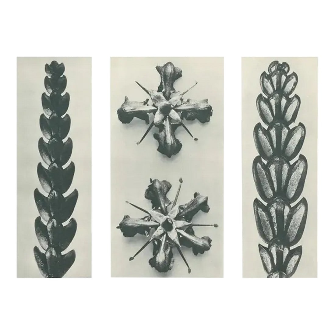 1928 Karl Blossfeldt Original Period Photogravure N67: An exquisite original period black-and-white Photogravure N67 of Thujopsis dolabrata; Hatchet-leaved Arbor Vitae, End of branch, enlarged 10 times, Ruta graveolens; Common Rue Flower, enlarged 8