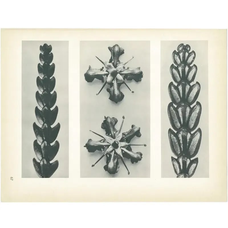 1928 Karl Blossfeldt Original Period Photogravure N67 - 2