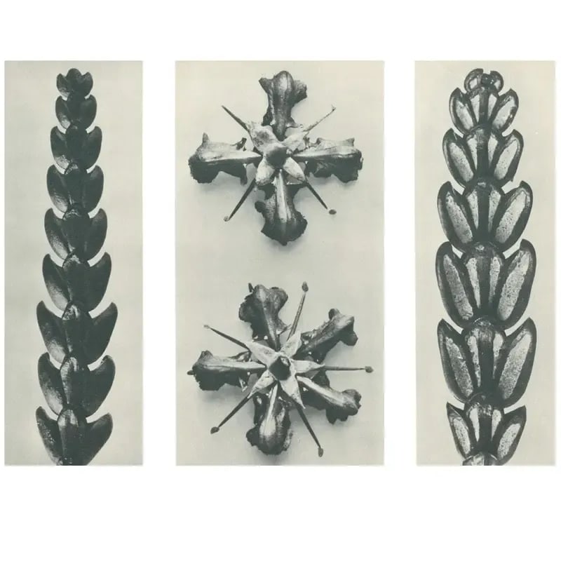 1928 Karl Blossfeldt Original Period Photogravure N67 - 3