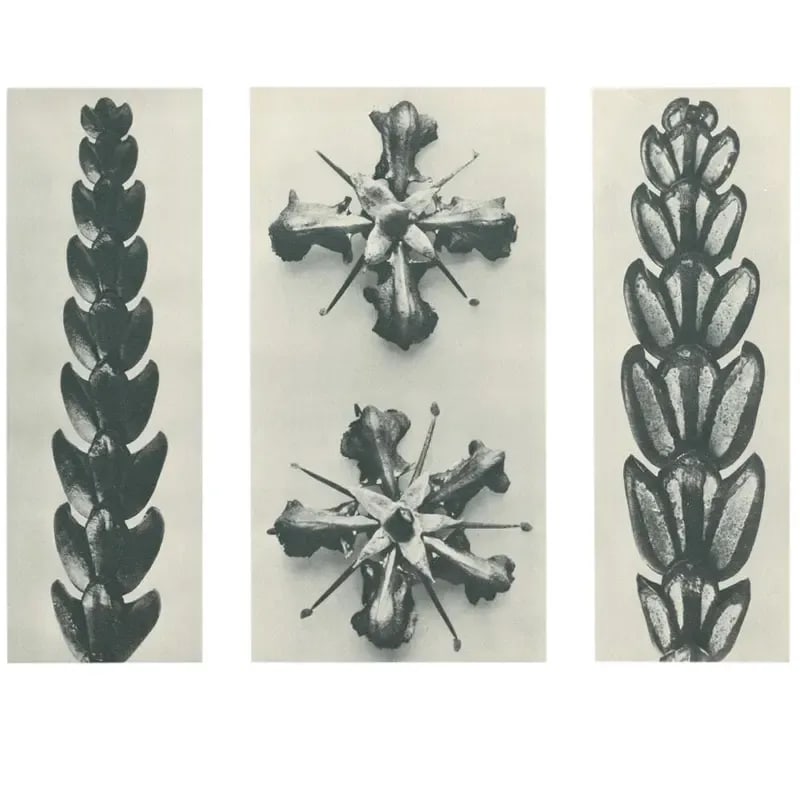 1928 Karl Blossfeldt Original Period Photogravure N67 - 5
