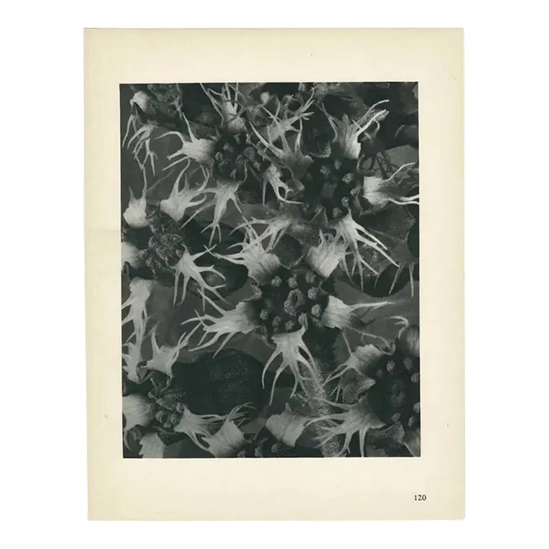 1928 Karl Blossfeldt Original Period Photogravure N120 of Ballota Acuta (1 of 6)