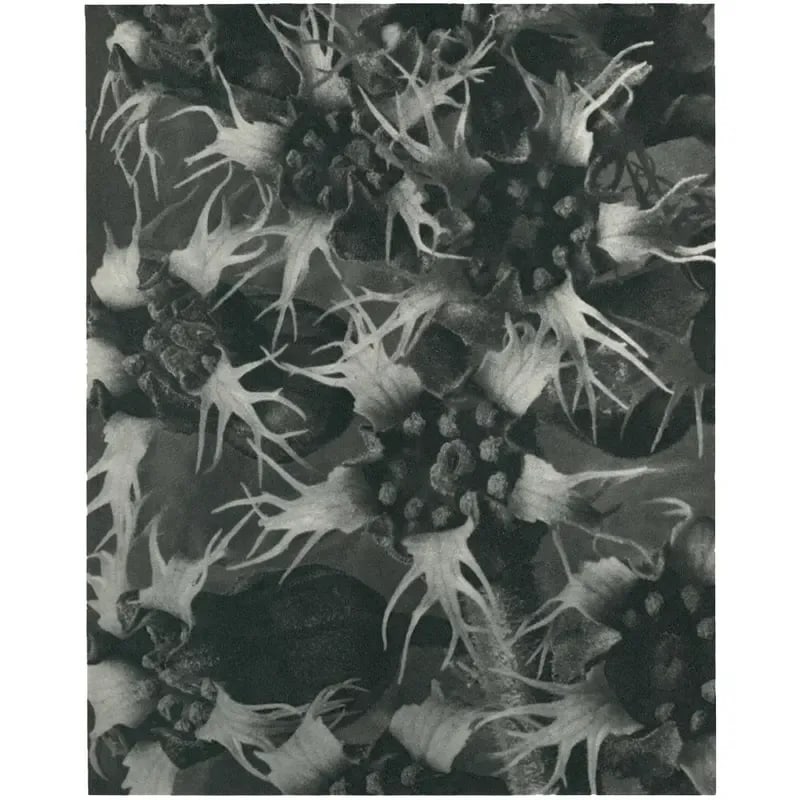 1928 Karl Blossfeldt Original Period Photogravure N120 of Ballota Acuta - 2