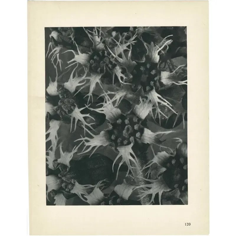 1928 Karl Blossfeldt Original Period Photogravure N120 of Ballota Acuta - 4