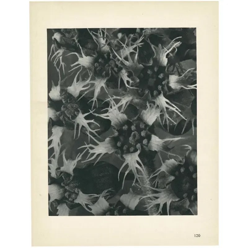 1928 Karl Blossfeldt Original Period Photogravure N120 of Ballota Acuta - 5