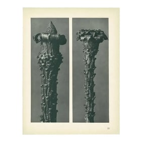 1928 Silver Fir by Karl Blossfeldt, Original Period Photogravure N21