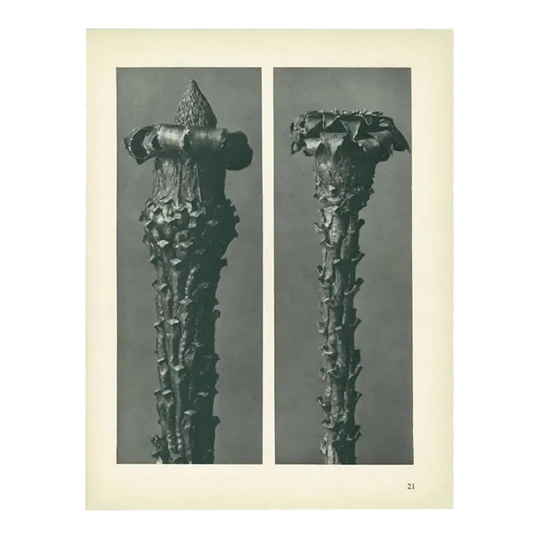 1928 Silver Fir by Karl Blossfeldt, Original Period Photogravure N21: An exquisite original period black-and-white Photogravure N21 of Picea excelsa, Silver Fir, or red variety, Young shoots, with the needles removed, enlarged 10 times, by German photographer and