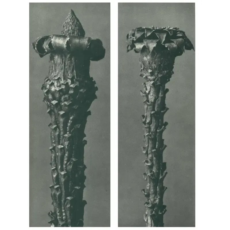 1928 Silver Fir by Karl Blossfeldt, Original Period Photogravure N21 - 3