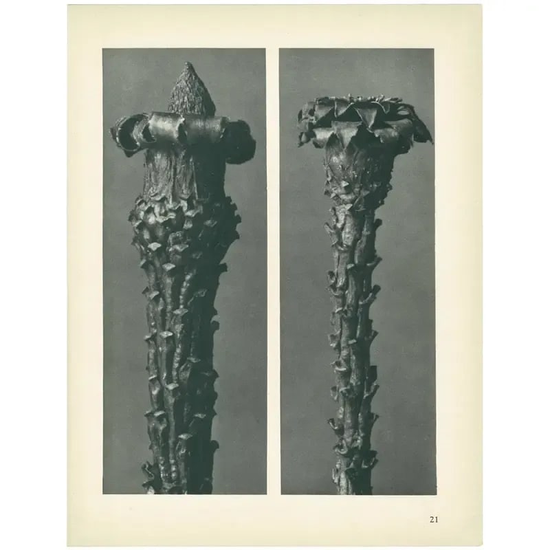 1928 Silver Fir by Karl Blossfeldt, Original Period Photogravure N21 - 4