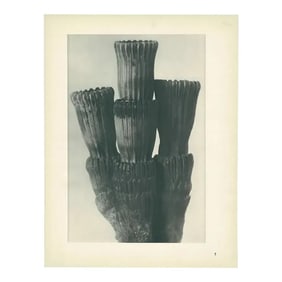1928 Winter Horsetail, Original Period Photogravure N5 by Karl Blossfeldt