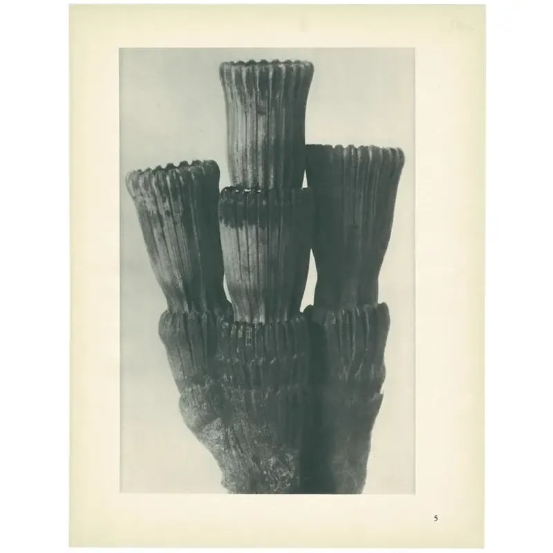 1928 Winter Horsetail, Original Period Photogravure N5 by Karl Blossfeldt - 3
