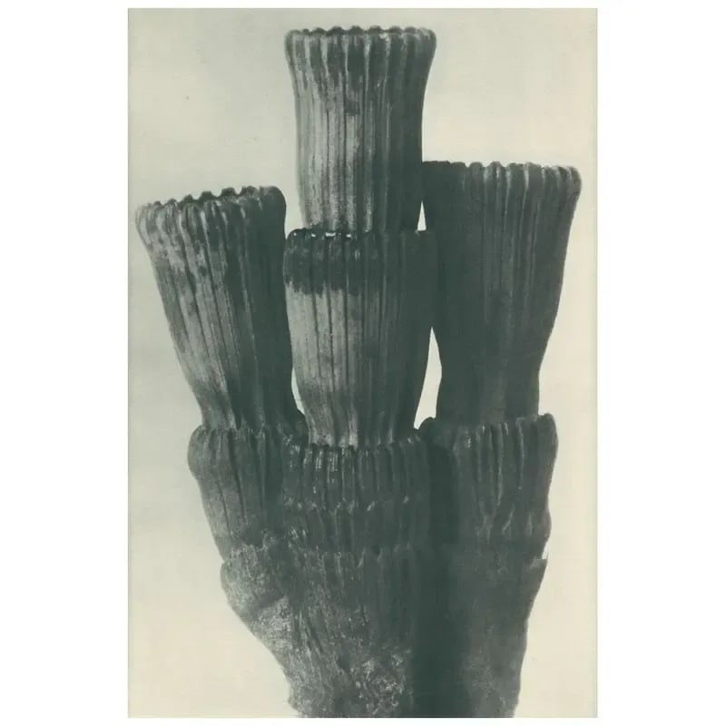 1928 Winter Horsetail, Original Period Photogravure N5 by Karl Blossfeldt - 4