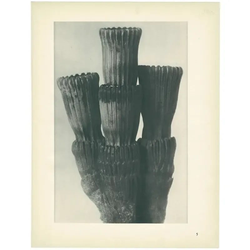 1928 Winter Horsetail, Original Period Photogravure N5 by Karl Blossfeldt - 5