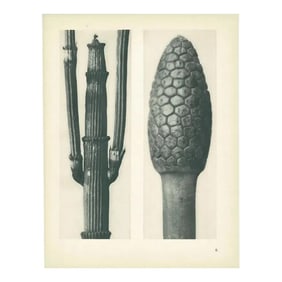 1928 Winter Horsetail, Original Period Photogravure N6 by Karl Blossfeldt