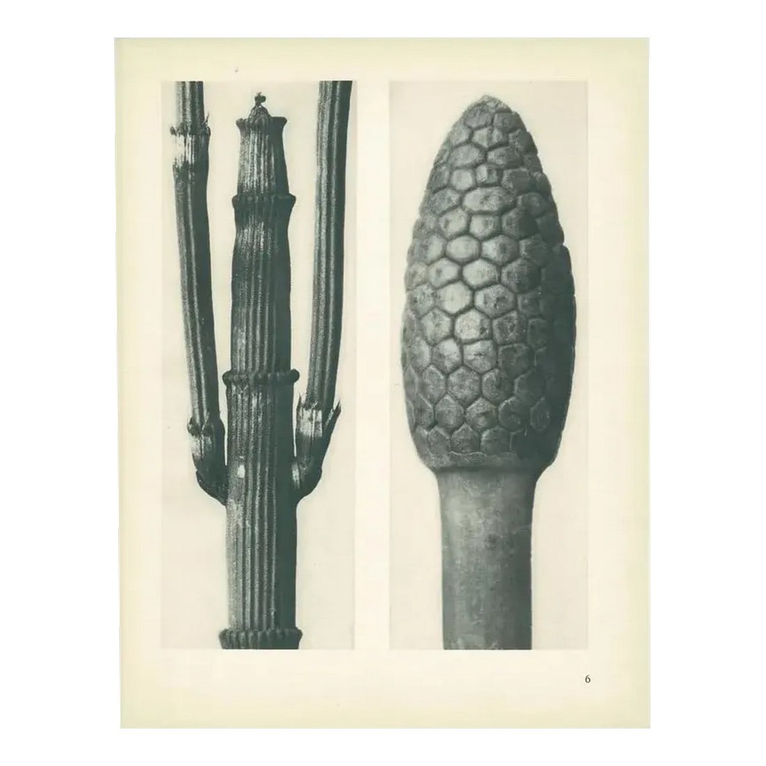 1928 Winter Horsetail, Original Period Photogravure N6 by Karl Blossfeldt: An exquisite original period black-and-white Photogravure N6 of Equisetum hiemale; Winter Horsetail: enlarged 8 times, Equisetum arvense; Bottle-brush, False Horsetail: enlarged 12 times by German