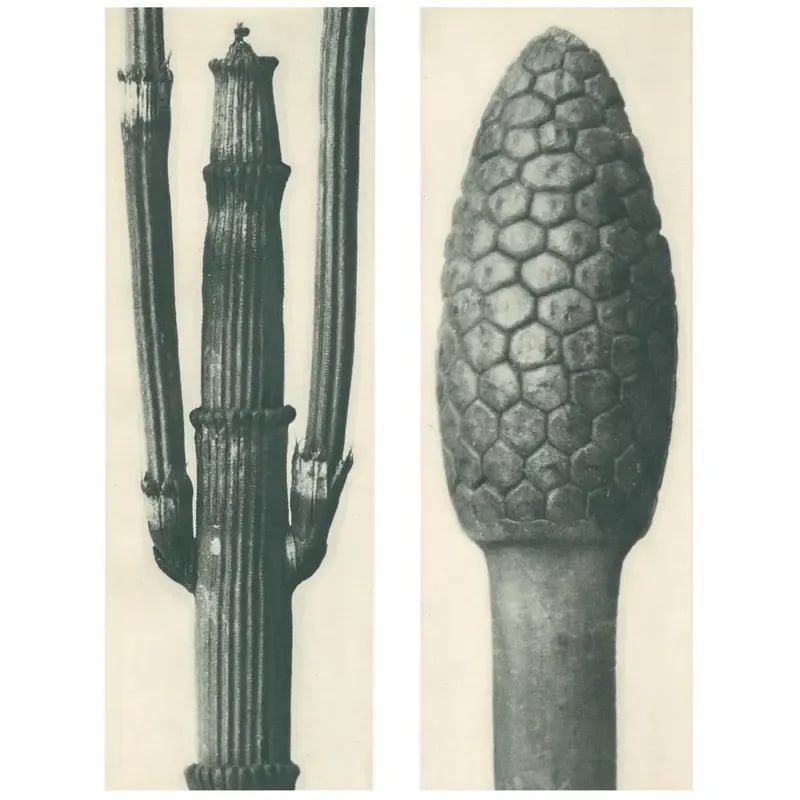 1928 Winter Horsetail, Original Period Photogravure N6 by Karl Blossfeldt - 2