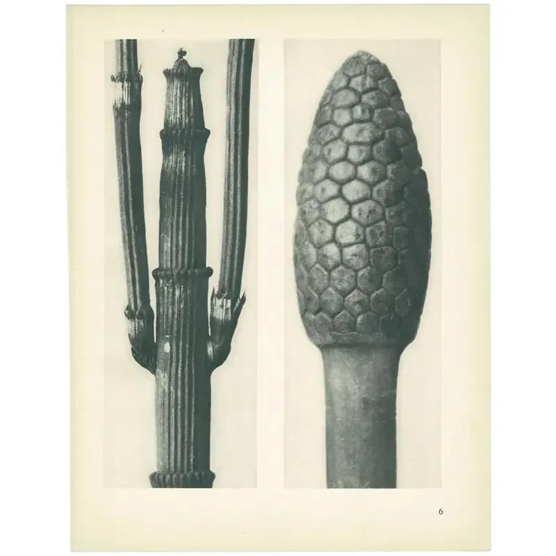 1928 Winter Horsetail, Original Period Photogravure N6 by Karl Blossfeldt - 3