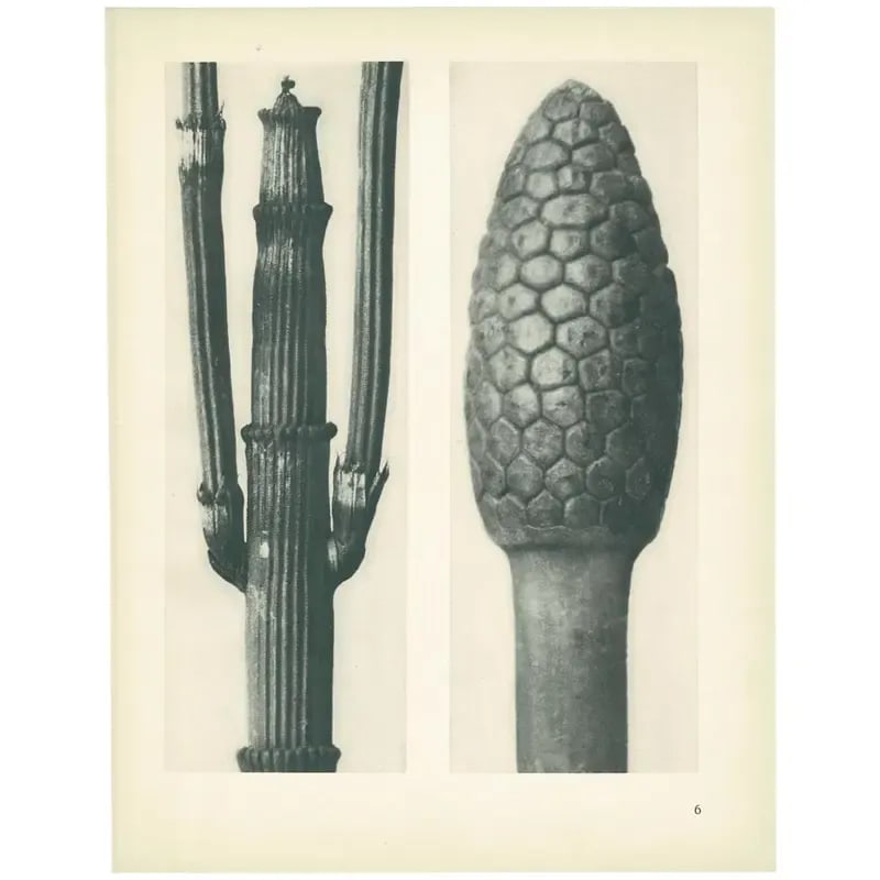 1928 Winter Horsetail, Original Period Photogravure N6 by Karl Blossfeldt - 6