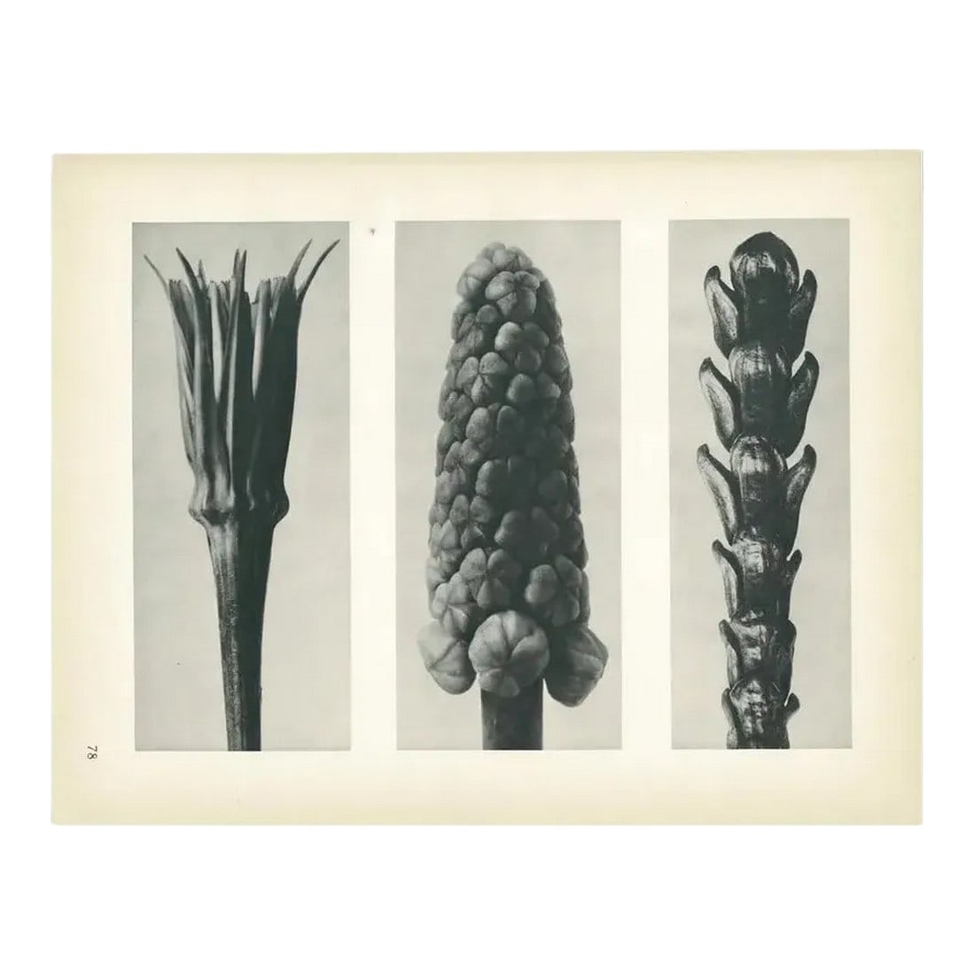 1928 Karl Blossfeldt Original Period Photogravure N78 of Salsify, Hyacinth, and Arbor-Vitae (1 of 6)
