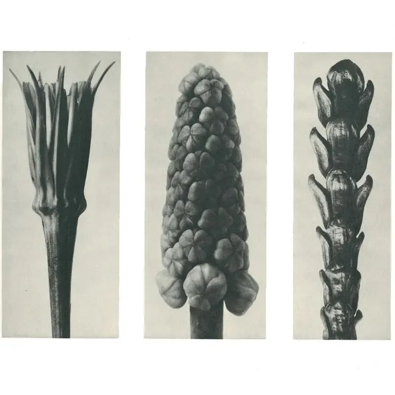 1928 Karl Blossfeldt Original Period Photogravure N78 of Salsify, Hyacinth, and Arbor-Vitae - 2