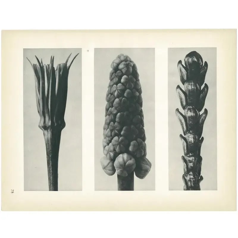 1928 Karl Blossfeldt Original Period Photogravure N78 of Salsify, Hyacinth, and Arbor-Vitae - 5