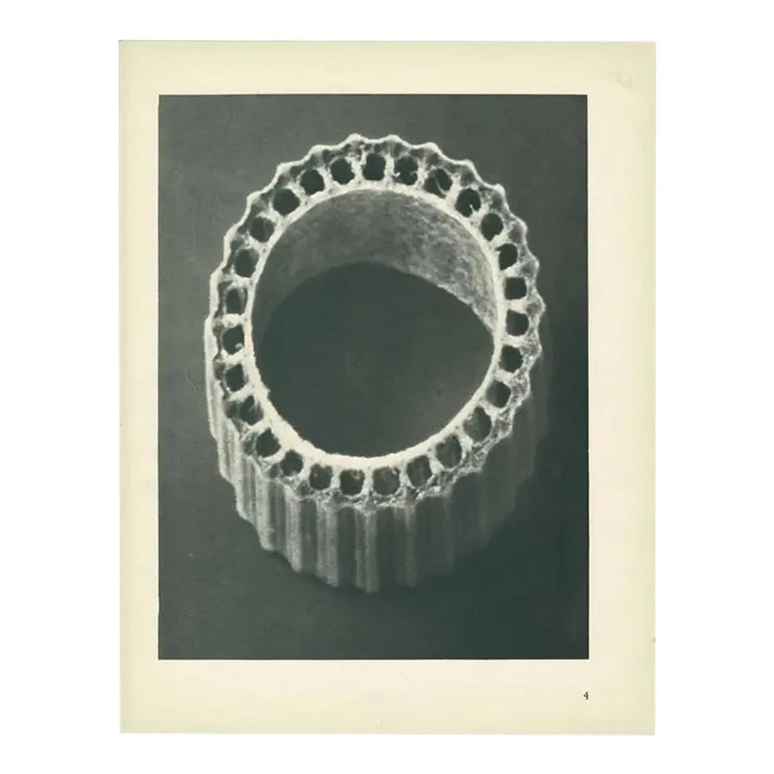 1928 Winter Horsetail by Karl Blossfeldt, Original Period Photogravure N4: An exquisite original period black-and-white Photogravure N4 of Equisetum hiemale, Winter Horsetail, Section of a stem, enlarged 30 times, by German photographer and professor Karl Blossfeldt (June