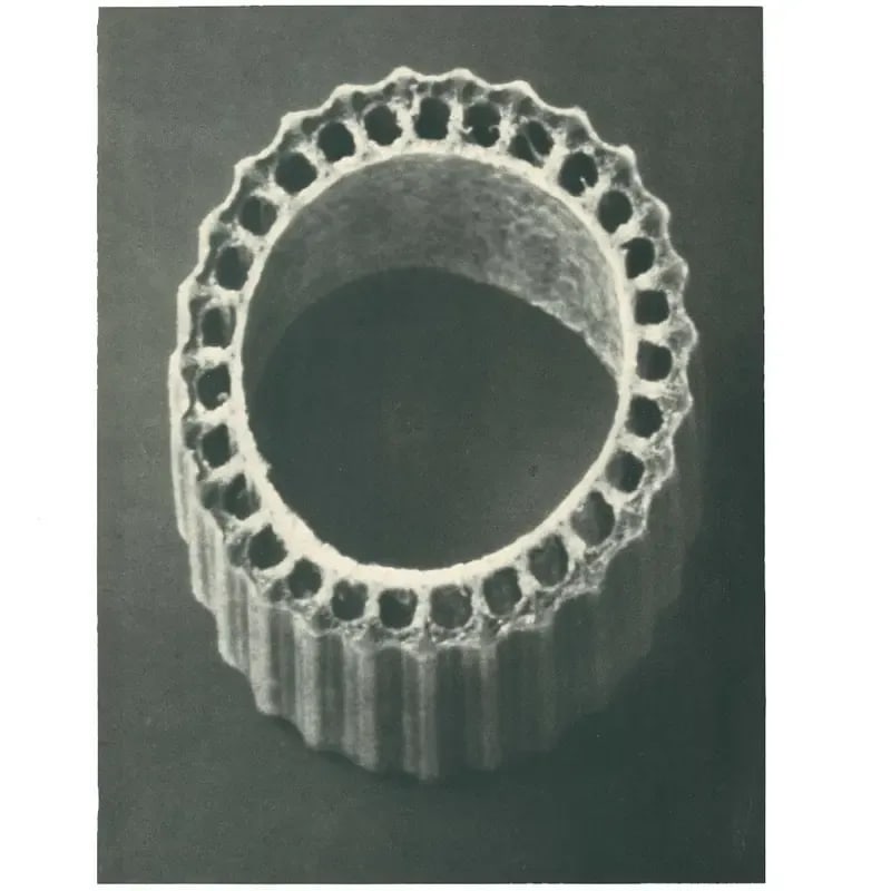 1928 Winter Horsetail by Karl Blossfeldt, Original Period Photogravure N4 - 2