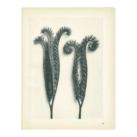 1928 Karl Blossfeldt Original Period Photogravure N97 of Phacelia Tanacetifolia