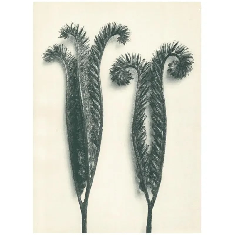 1928 Karl Blossfeldt Original Period Photogravure N97 of Phacelia Tanacetifolia - 2