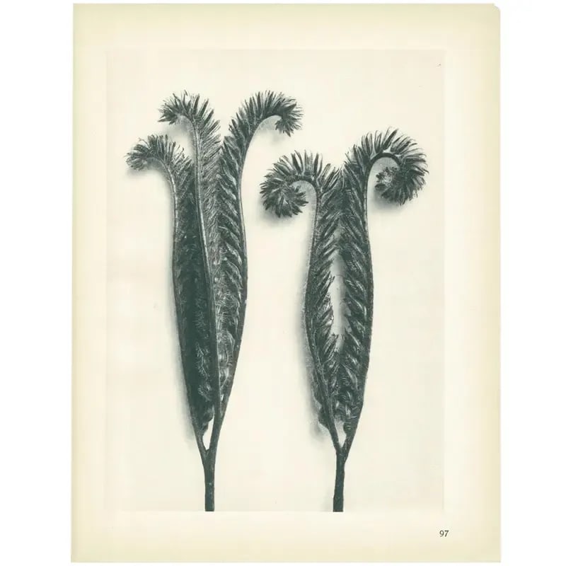 1928 Karl Blossfeldt Original Period Photogravure N97 of Phacelia Tanacetifolia - 5